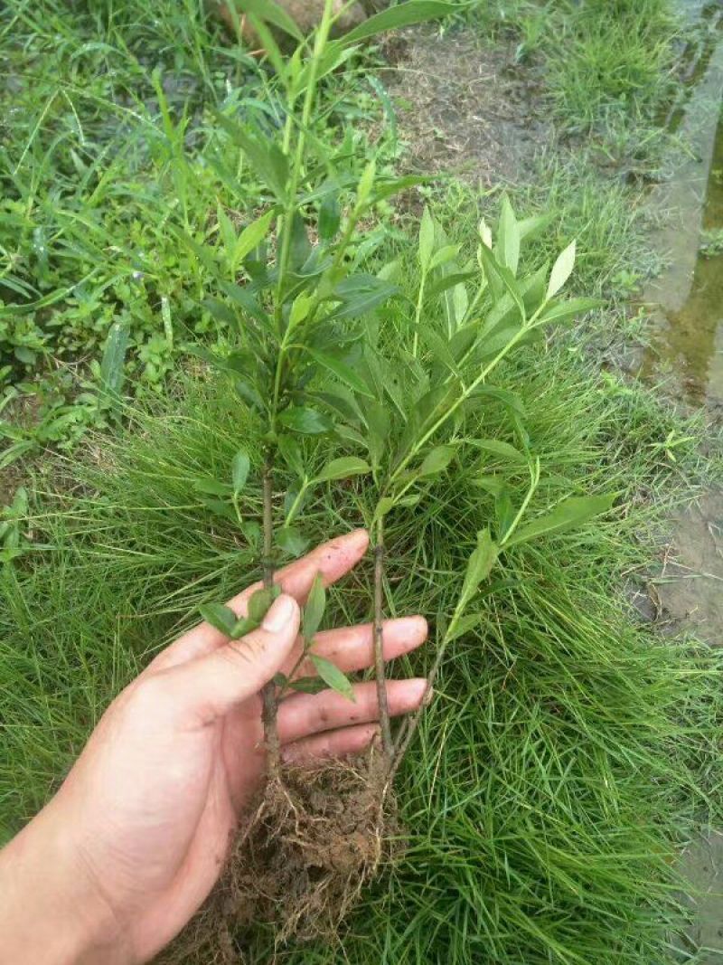 小叶栀子苗30~40cm……………………