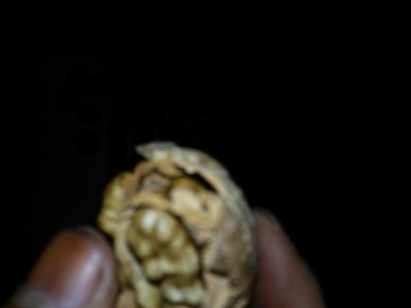 核桃去皮干