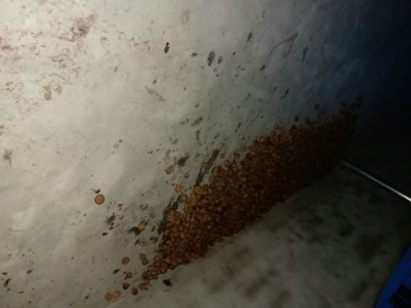 核桃去皮干