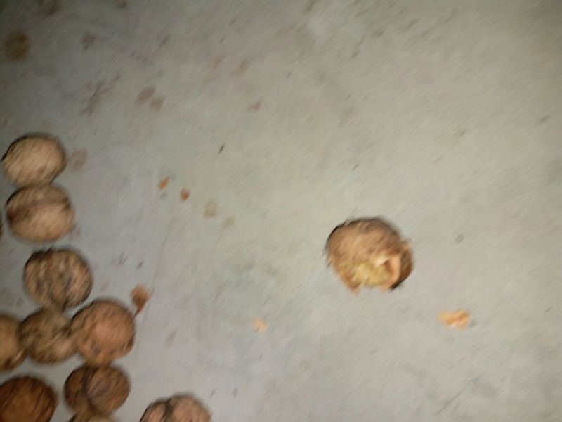 核桃去皮干