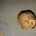 核桃去皮干