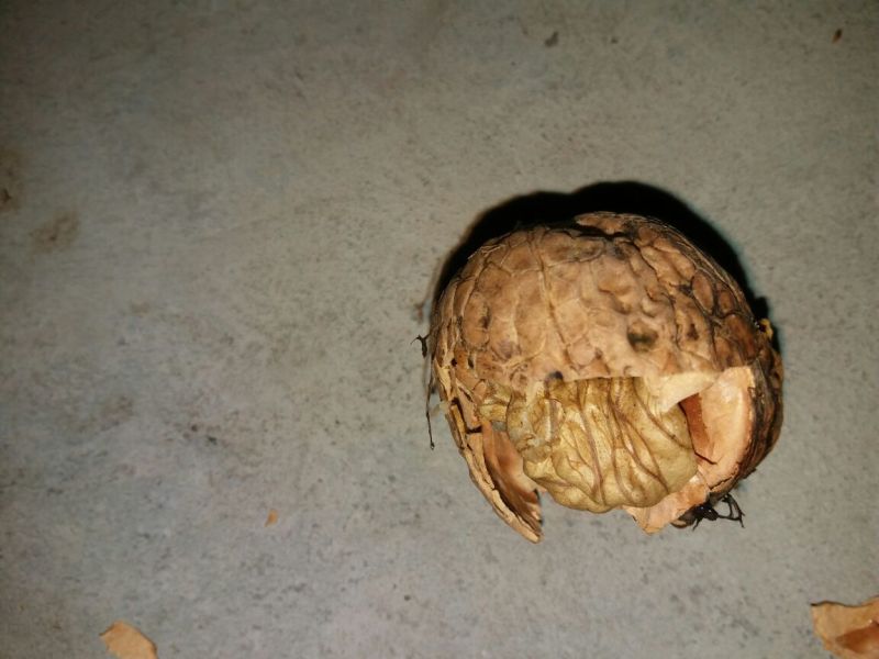 核桃去皮干