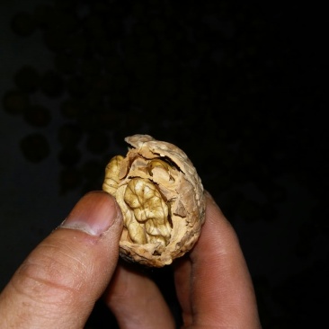 核桃去皮干