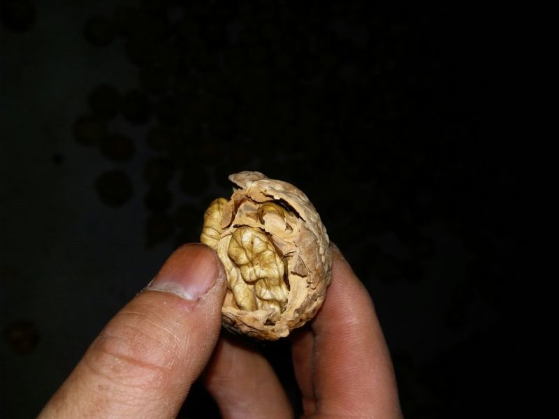 核桃去皮干
