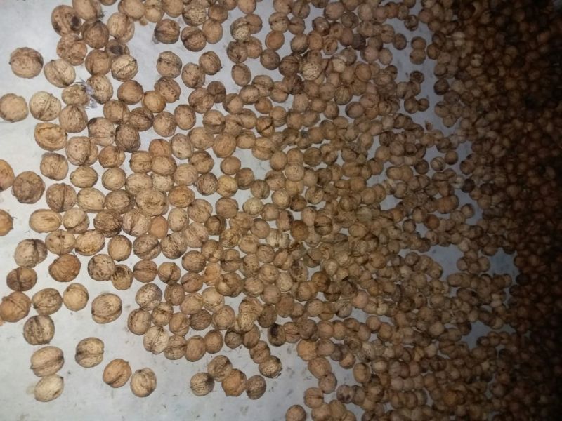 核桃去皮干