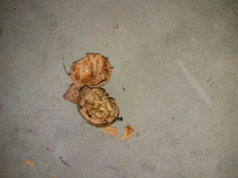核桃去皮干
