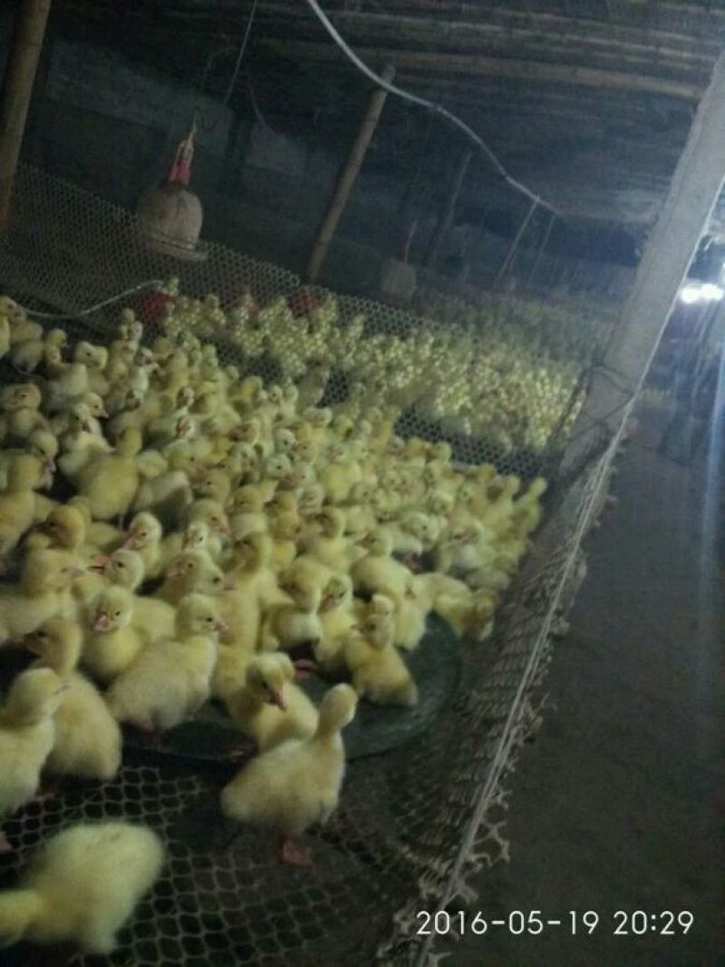 鹅苗250g以下