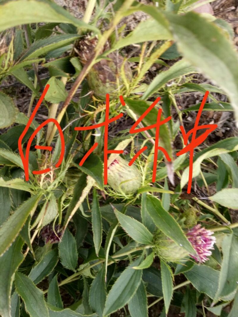 苍术种苗