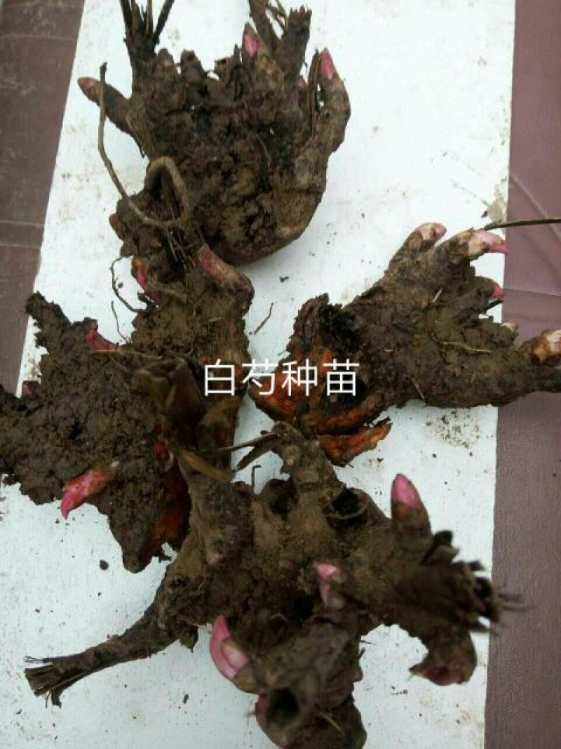 苍术种苗