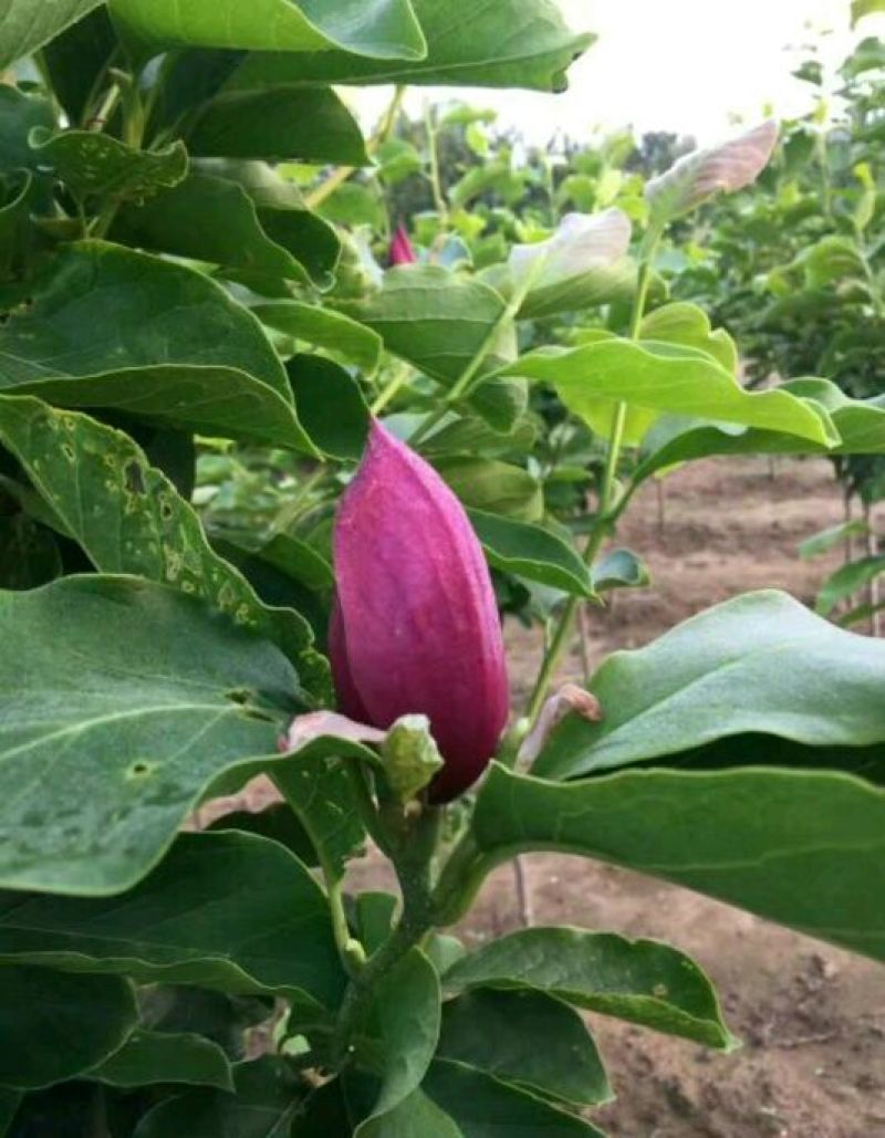玉兰苗地栽苗50~60cm