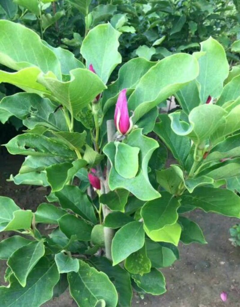 玉兰苗地栽苗50~60cm