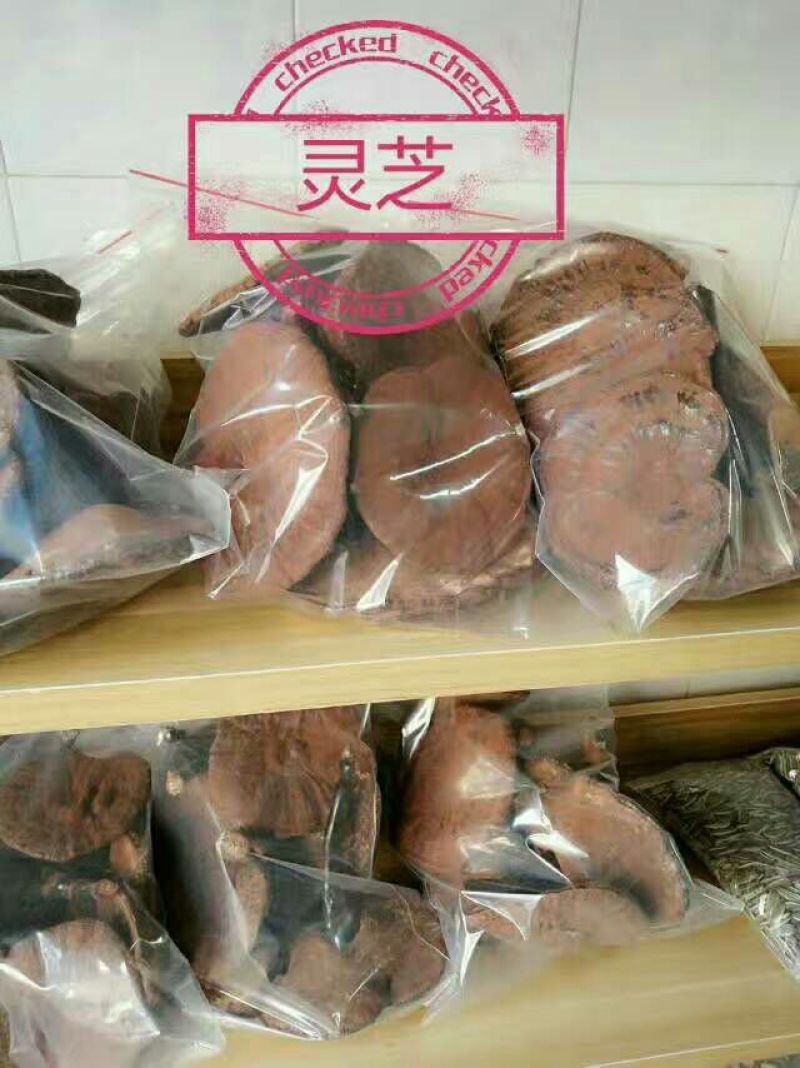 灵芝18~21公分