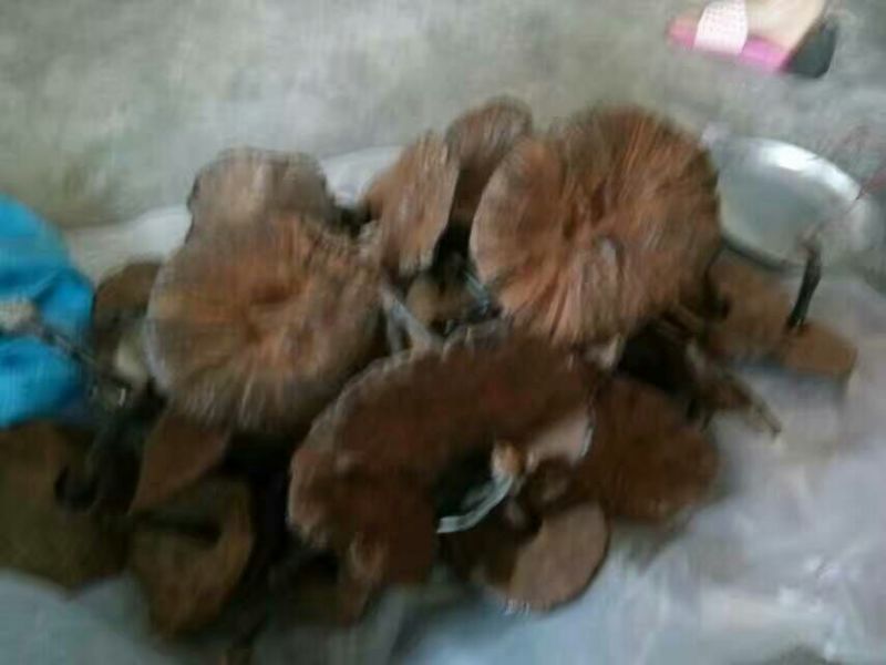 灵芝18~21公分