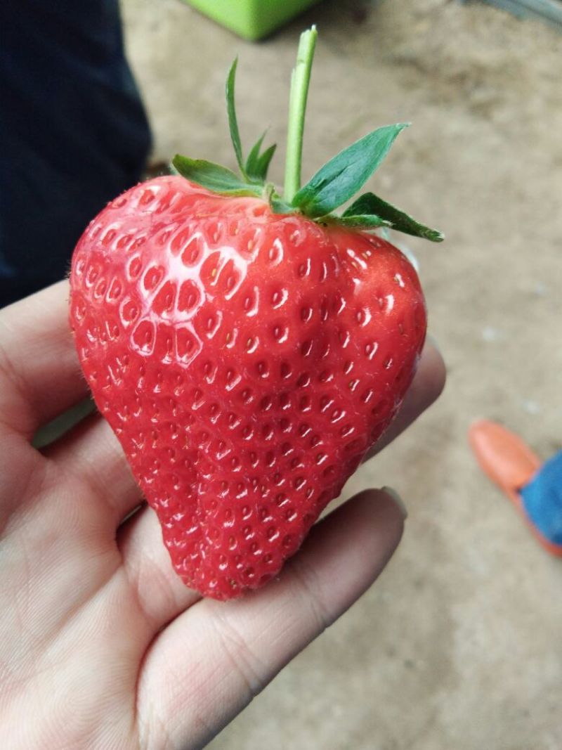 红颜草莓苗20~30cm