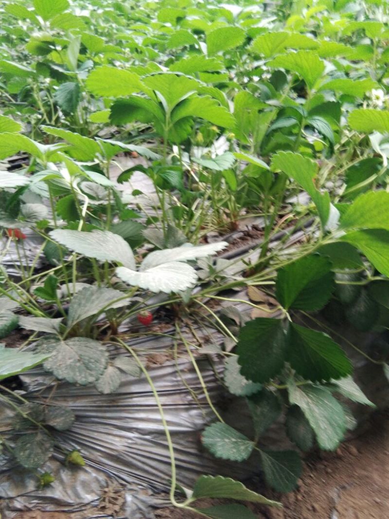 红颜草莓苗20~30cm