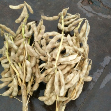 毛豆种子
