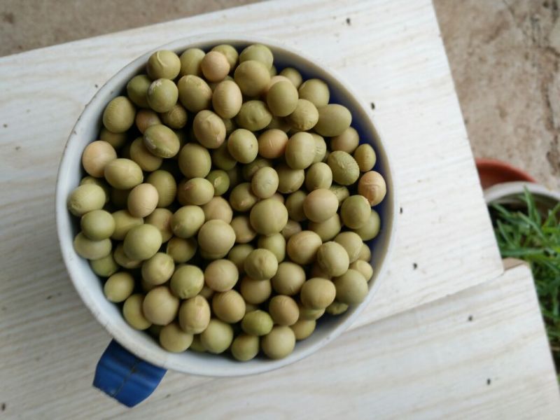 毛豆种子