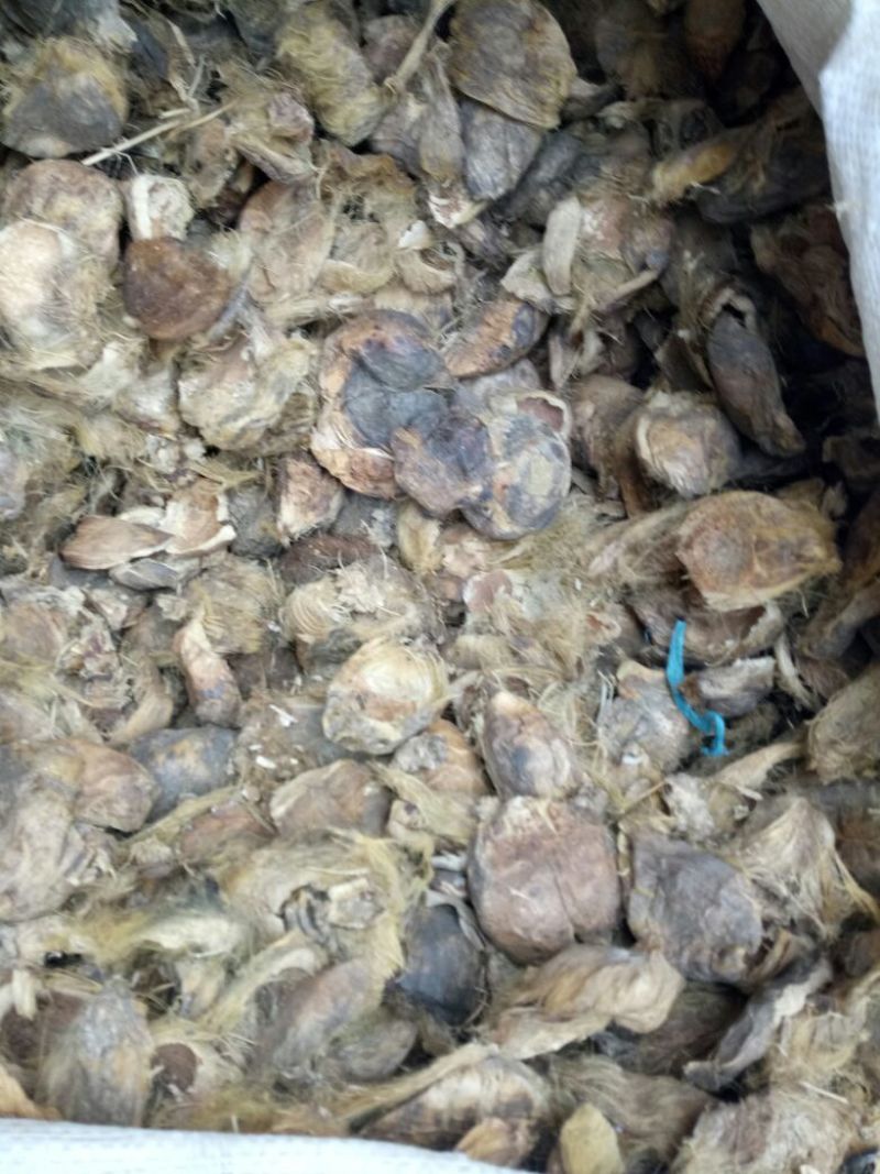 大腹皮海南干货2斤起包邮量大从优
