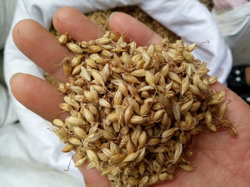 麦芽河北干货2斤起包邮欢迎选购