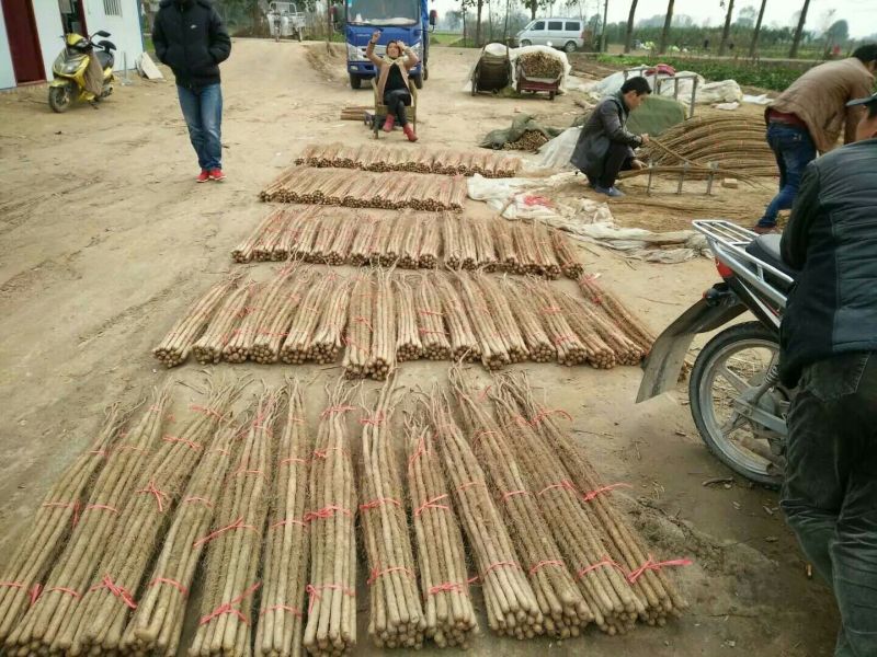 铁棍山药2厘米以下二级通货30~40厘米