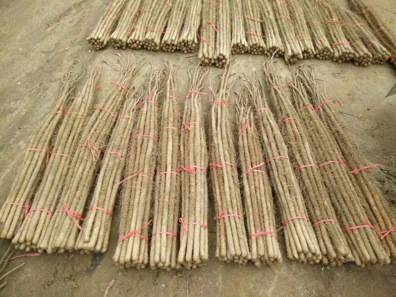 铁棍山药2厘米以下二级通货30~40厘米