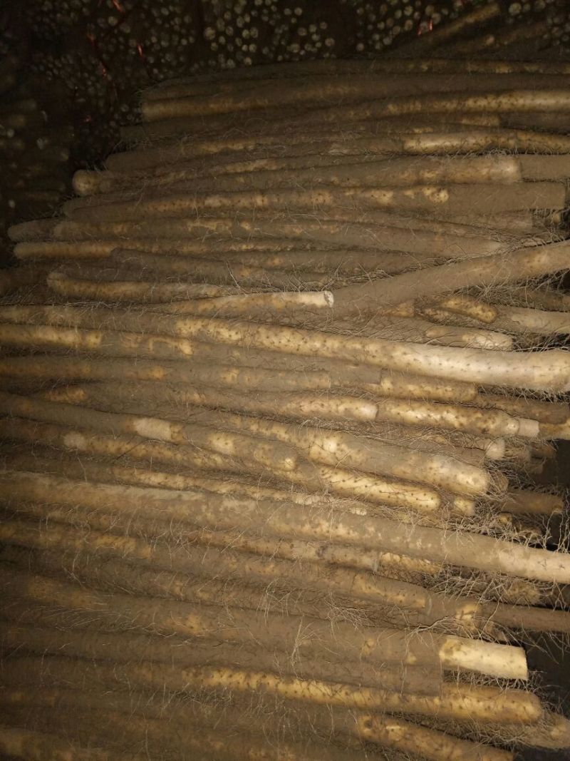 西施山药2~3厘米一级50~70厘米