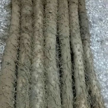 西施山药2~3厘米一级50~70厘米