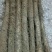 西施山药2~3厘米一级50~70厘米
