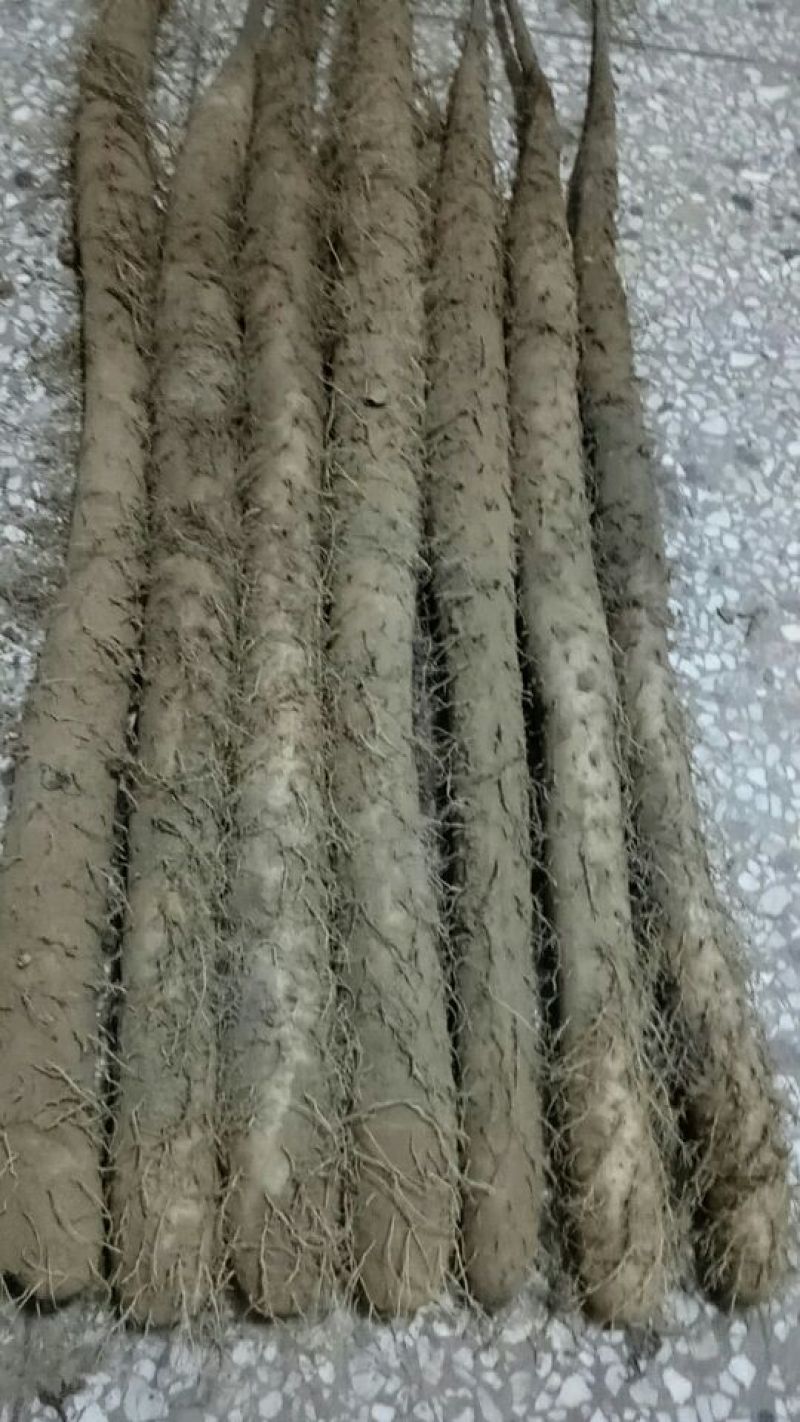 西施山药2~3厘米一级50~70厘米