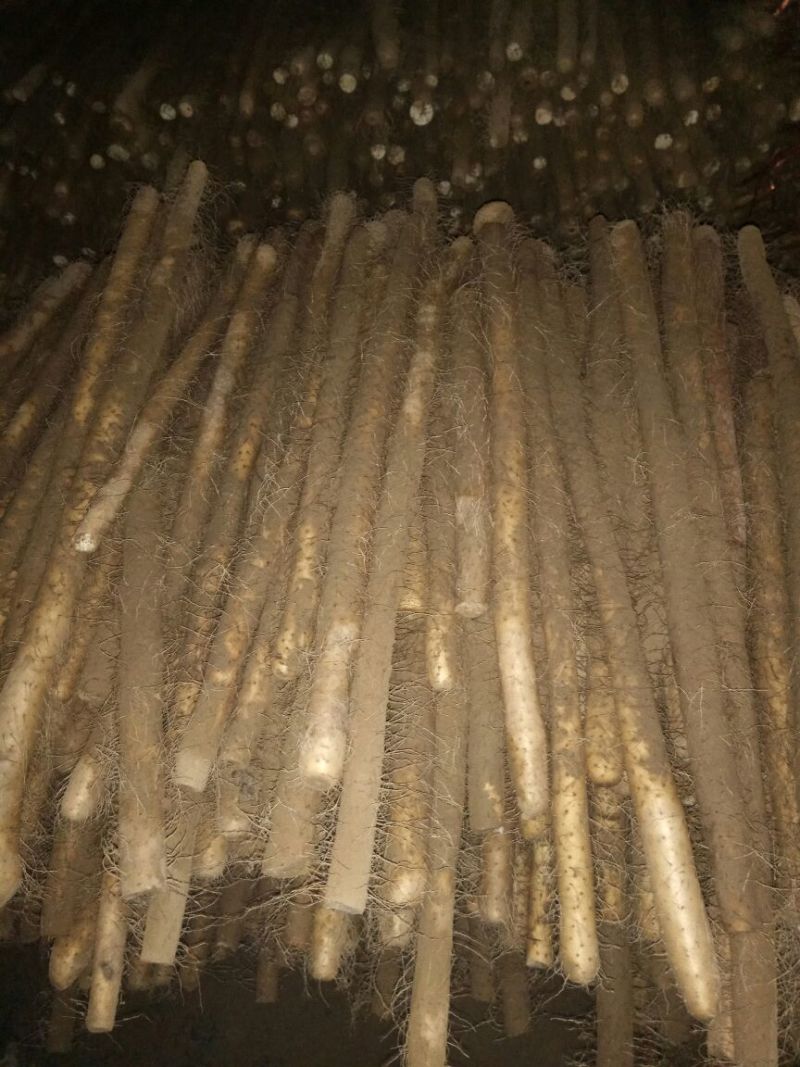 西施山药2~3厘米一级50~70厘米
