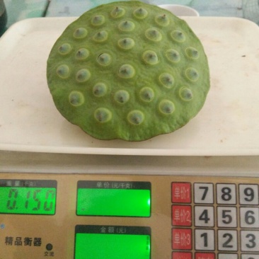 莲子壳