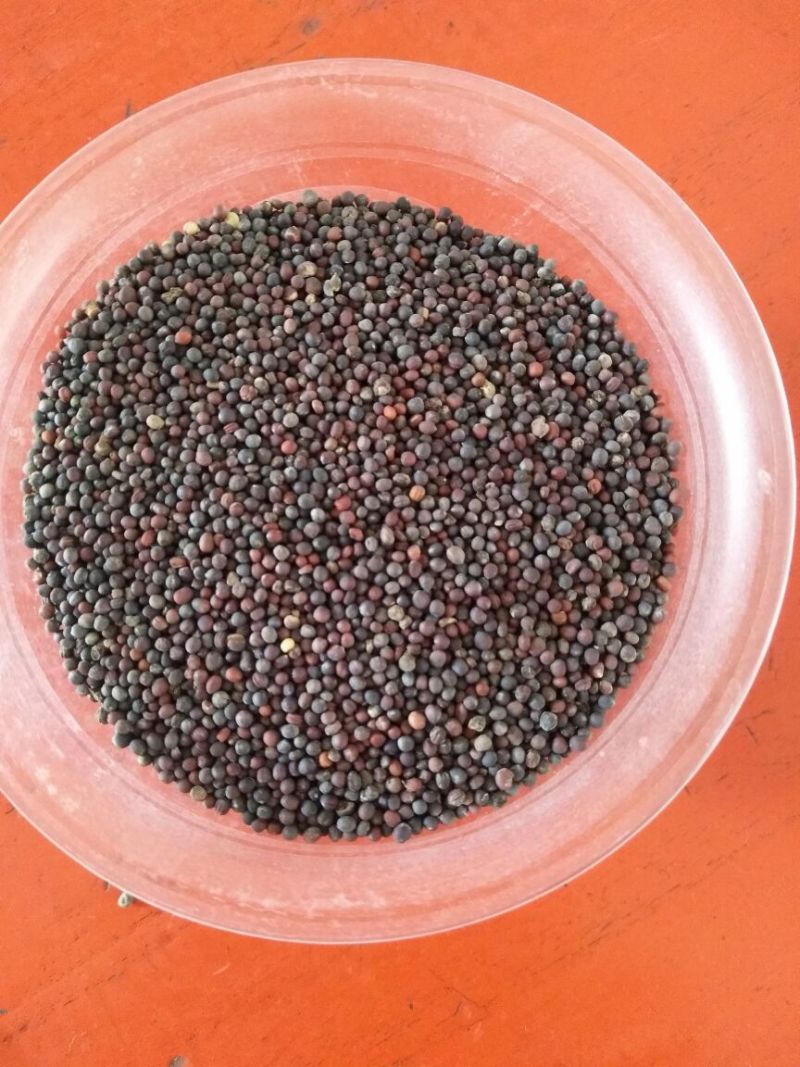 甘蓝型油菜籽3级