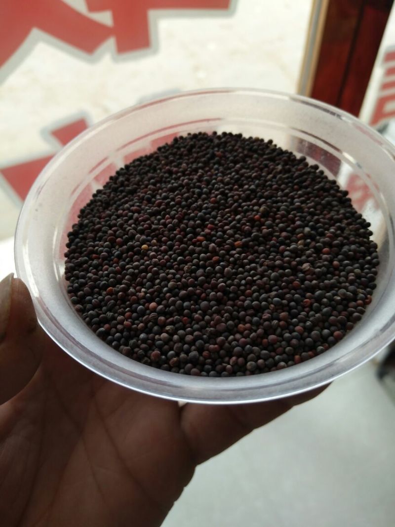 甘蓝型油菜籽3级