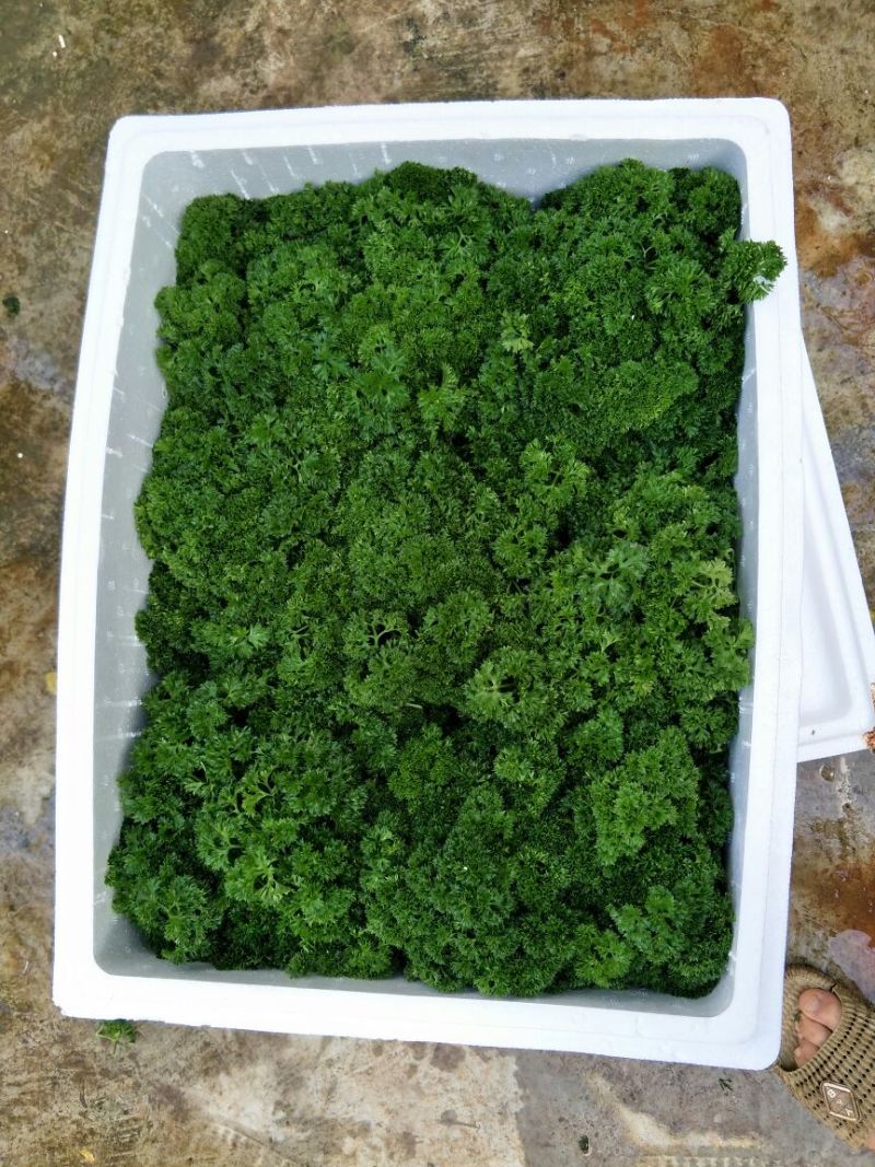 法香15~20厘米以上