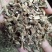 广藿香全草干货带叶含量高量大从优常年经营各种中药材
