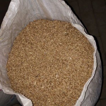小麦12.5%以下