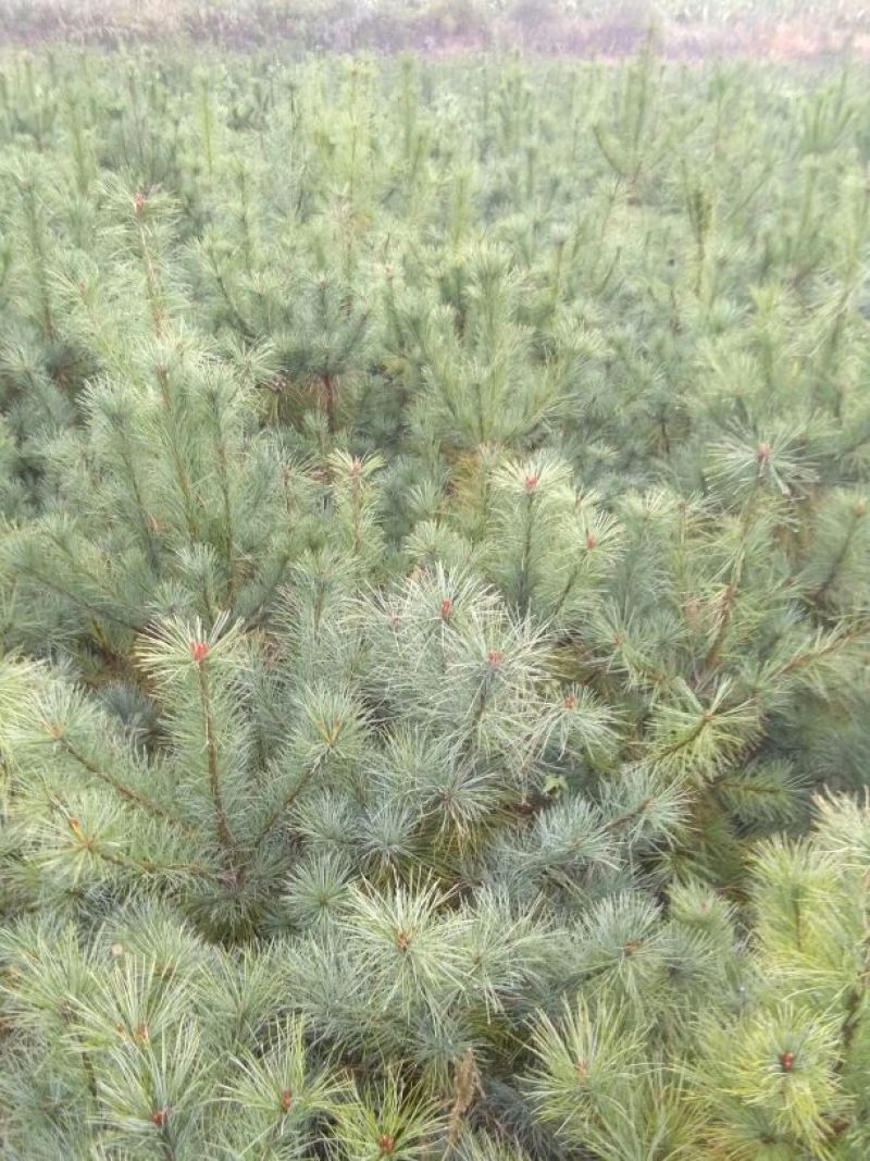 出售华山松山西华山松华山松