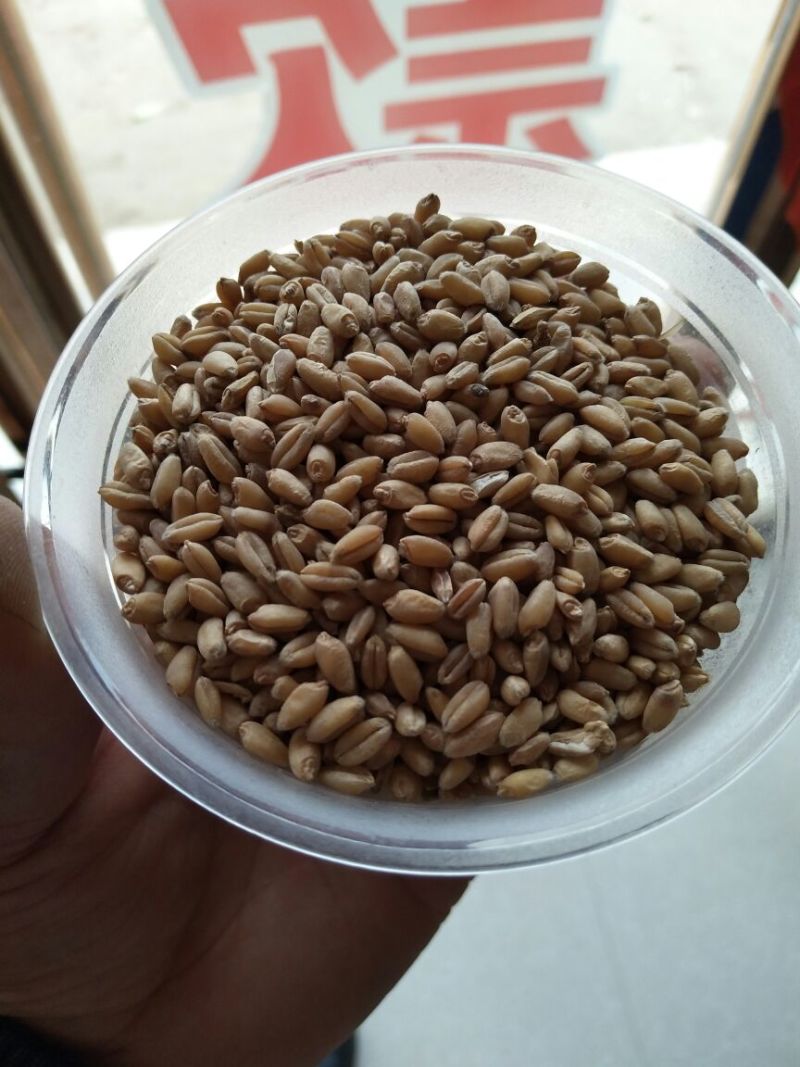 小麦12.5%以下