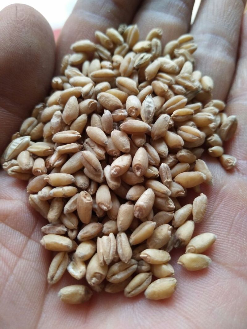 小麦12.5%以下