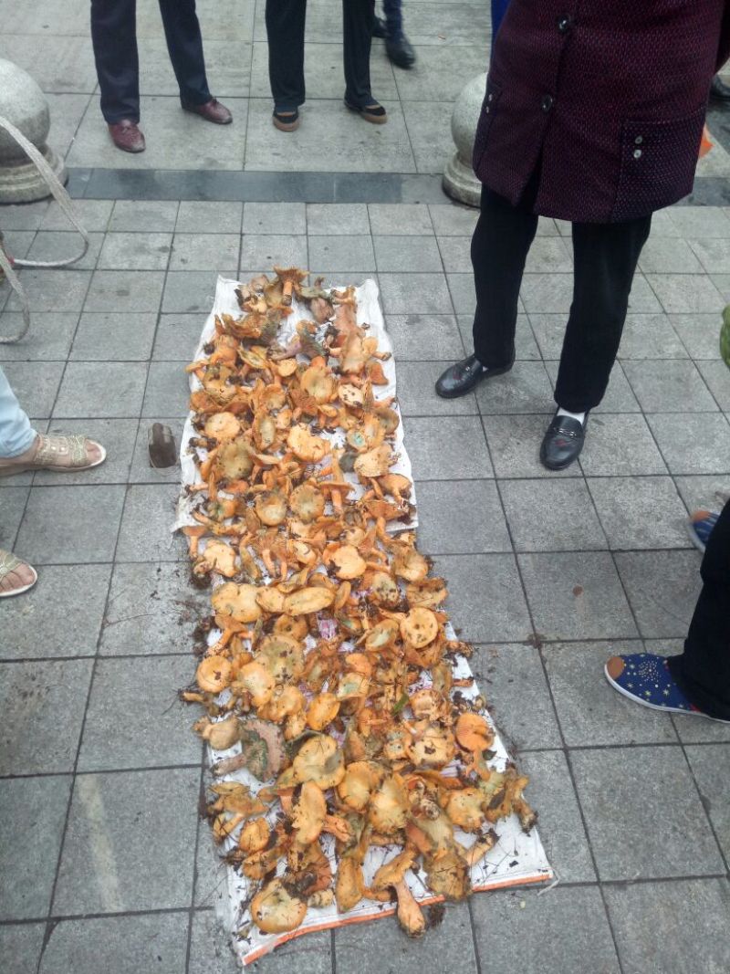 野生菌松菌一级