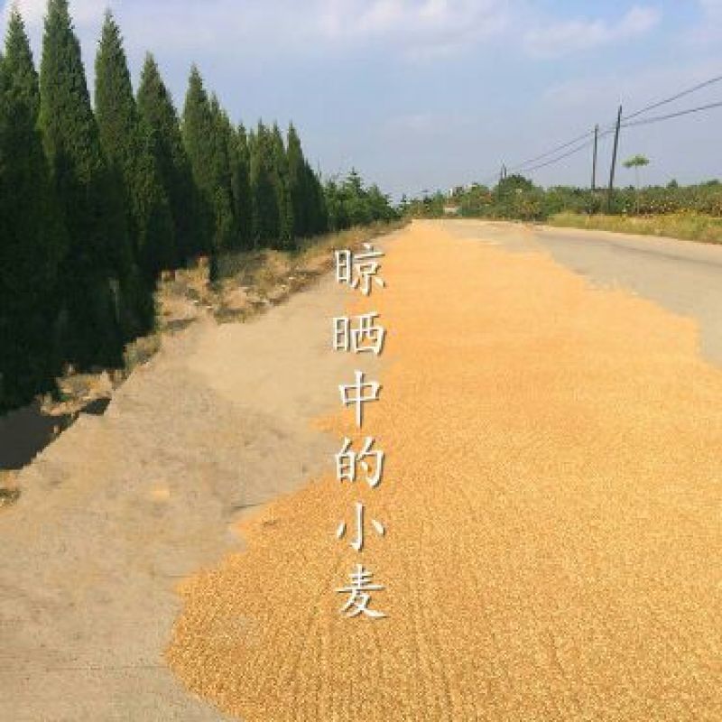 小麦12.5%以下