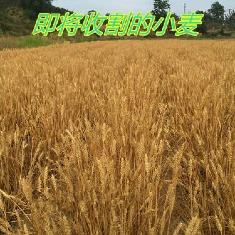 小麦12.5%以下