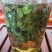 辣木茶特级