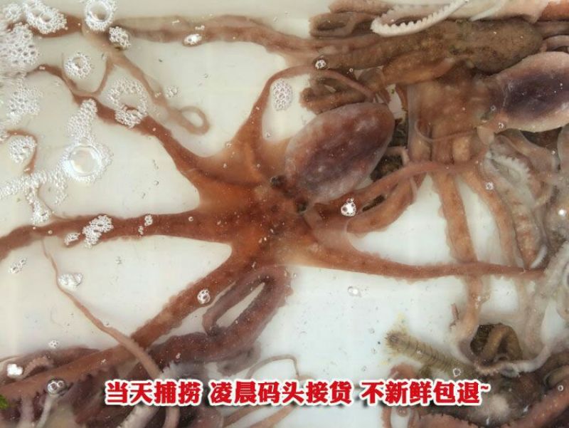 章鱼