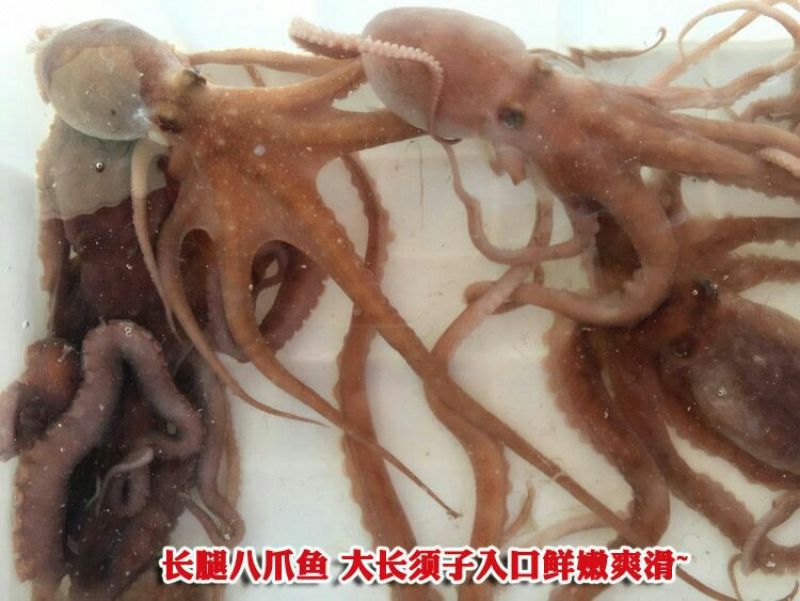 章鱼