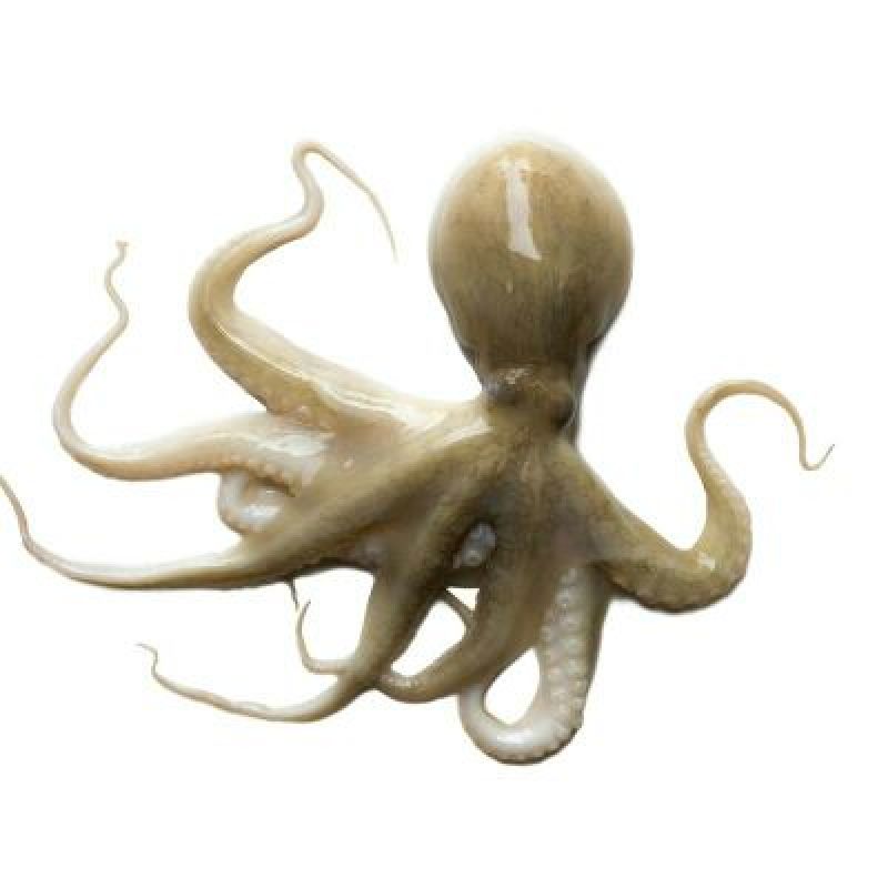 章鱼