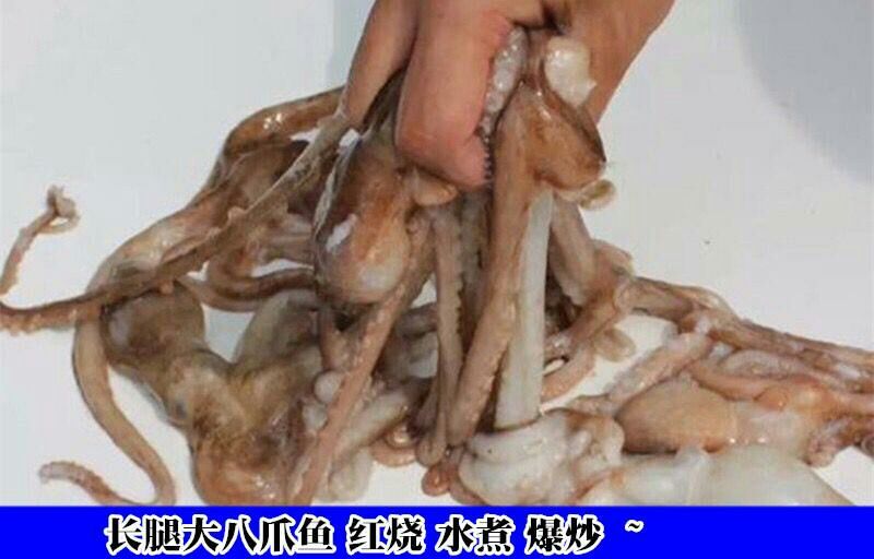 章鱼