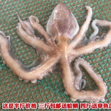章鱼