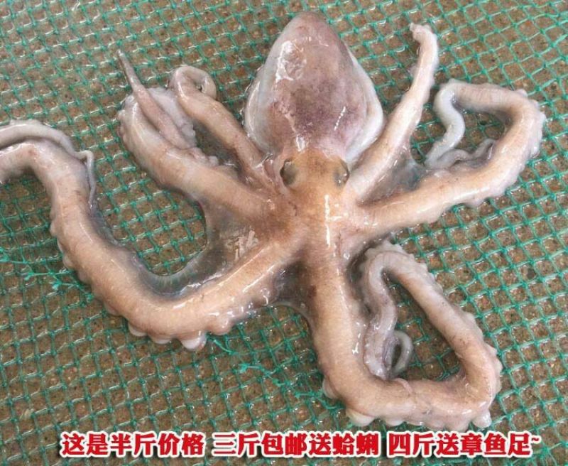 章鱼