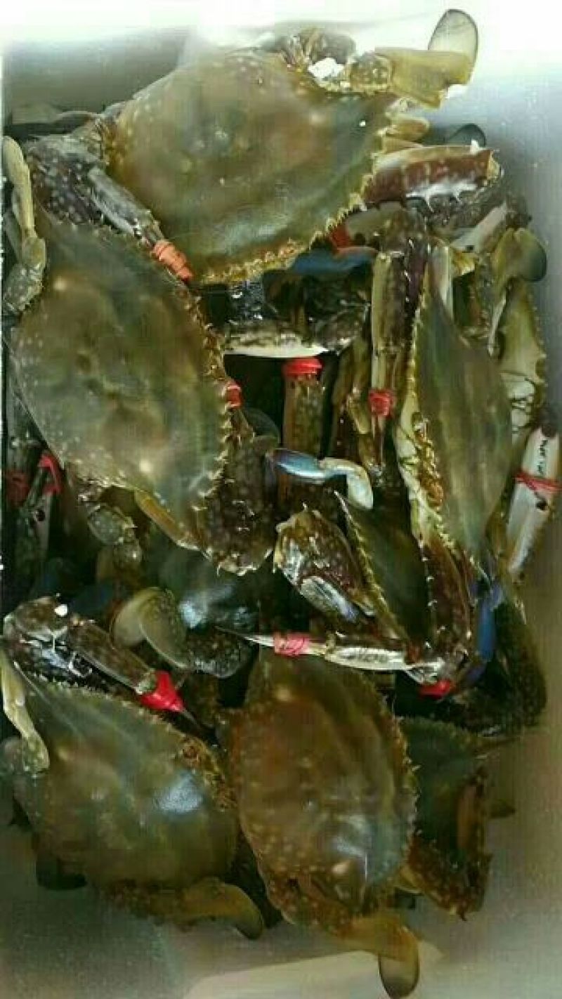 梭子蟹食用